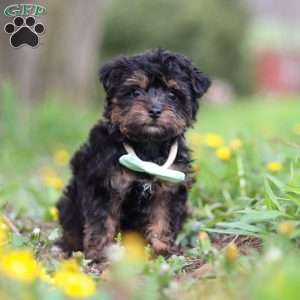 Lincoln, Yorkie Poo Puppy